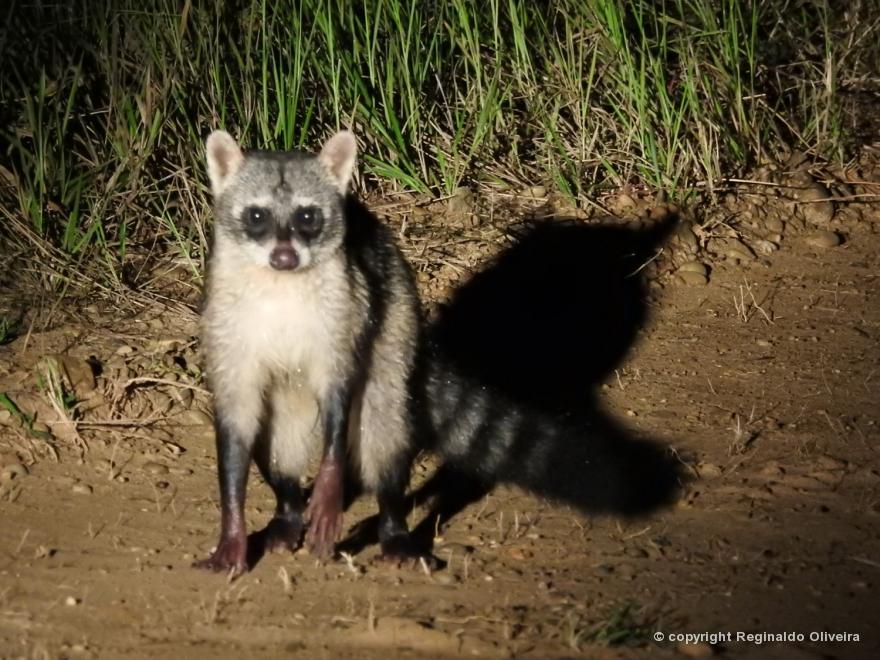 Mão Pelada da Mata Ribeirão Cachoeira