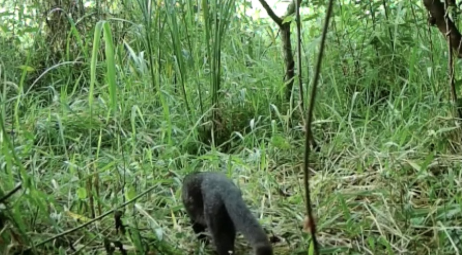 Espécie ameaçada de extinção, gato-mourisco é encontrado na Zona de Conservação de Mananciais da APA de Campinas